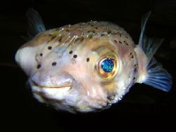Juvenile Porcupine pufferfish. Nikon D70. by Grant Kennedy 